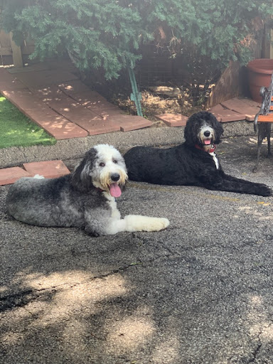 Pet Groomer «Doggie Style Bowtique», reviews and photos, 1713 Westport Rd, Kansas City, MO 64111, USA