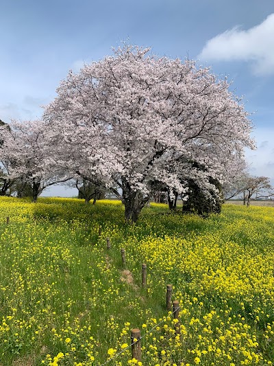 中の島公園