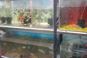 Sandhya Fish Aquarium image