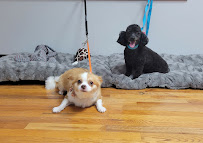 Swaggy Dog Grooming Lounge - Photo 1 - Car repair in Castleton-On-Hudson, NY, Albany