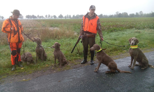 Weimaraner Langhaarzwinger vom Wynrinholt