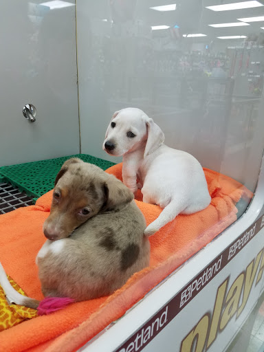 Pet Store «Petland», reviews and photos, 920 Hebron Rd, Heath, OH 43056, USA