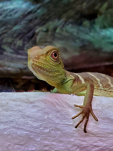 Pet Store «Critter Pet Shop», reviews and photos, 19309 Ecorse Rd, Allen Park, MI 48101, USA