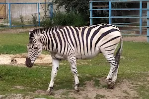 Mena Zoo image