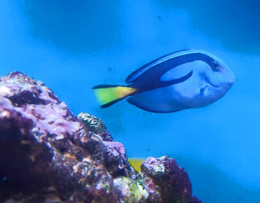 Pet Store «Species Pet Supply», reviews and photos, 1935 W Brandon Blvd, Brandon, FL 33511, USA