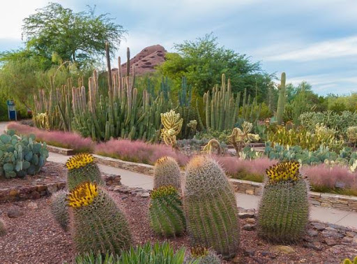 Botanical Garden «Desert Botanical Garden», reviews and photos, 1201 N Galvin Pkwy, Phoenix, AZ 85008, USA