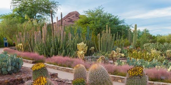 Desert Botanical Garden