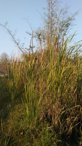 Beach Resort «Bilmar Beach Resort», reviews and photos, 10650 Gulf Blvd, Treasure Island, FL 33706, USA