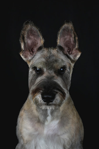 Ecolavakan Peluqueria canina y boutique - Lugo