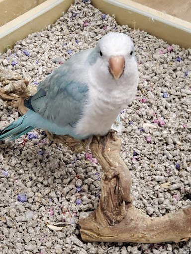 Pet Store «Petland», reviews and photos, 5470 Dixie Hwy, Fairfield, OH 45014, USA