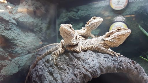 Pet Supply Store «Petco Animal Supplies», reviews and photos, 1350 S Ironton St #120, Aurora, CO 80012, USA