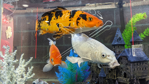 Tattoo Shop «Brown Pride Tattoos», reviews and photos, 6213 S Main St, Los Angeles, CA 90003, USA