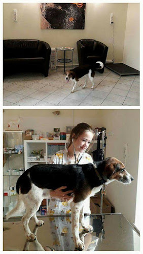 Pegi-Vet Kft. - Krisztinavárosi Kisállatrendelő - Állatorvos