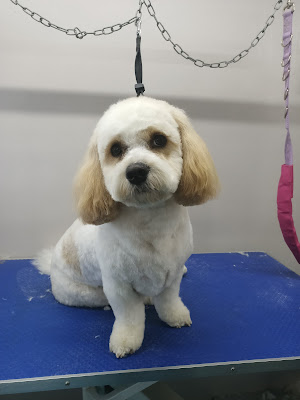 Paws & Scissors Dog Grooming