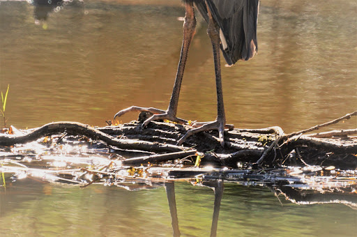 Nature Preserve «Lake Conestee Nature Park», reviews and photos, 601 Fork Shoals Rd, Greenville, SC 29605, USA