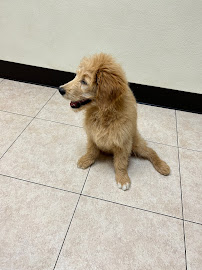 Staten Island Animal Hospital - Photo 4 - Car repair in Staten Island, NY, Staten Island