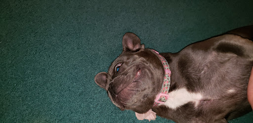 Pet Supply Store «Petsense London», reviews and photos, 1661 KY-192, London, KY 40741, USA