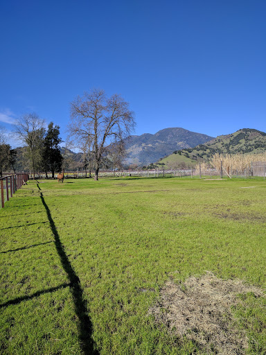 Tourist Attraction «Old Faithful Geyser of California», reviews and photos, 1299 Tubbs Ln, Calistoga, CA 94515, USA