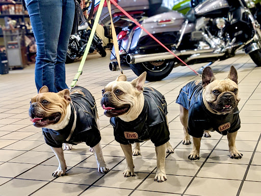 Motorcycle Dealer «Harley-Davidson of Quantico», reviews and photos, 17975 Main St, Dumfries, VA 22026, USA