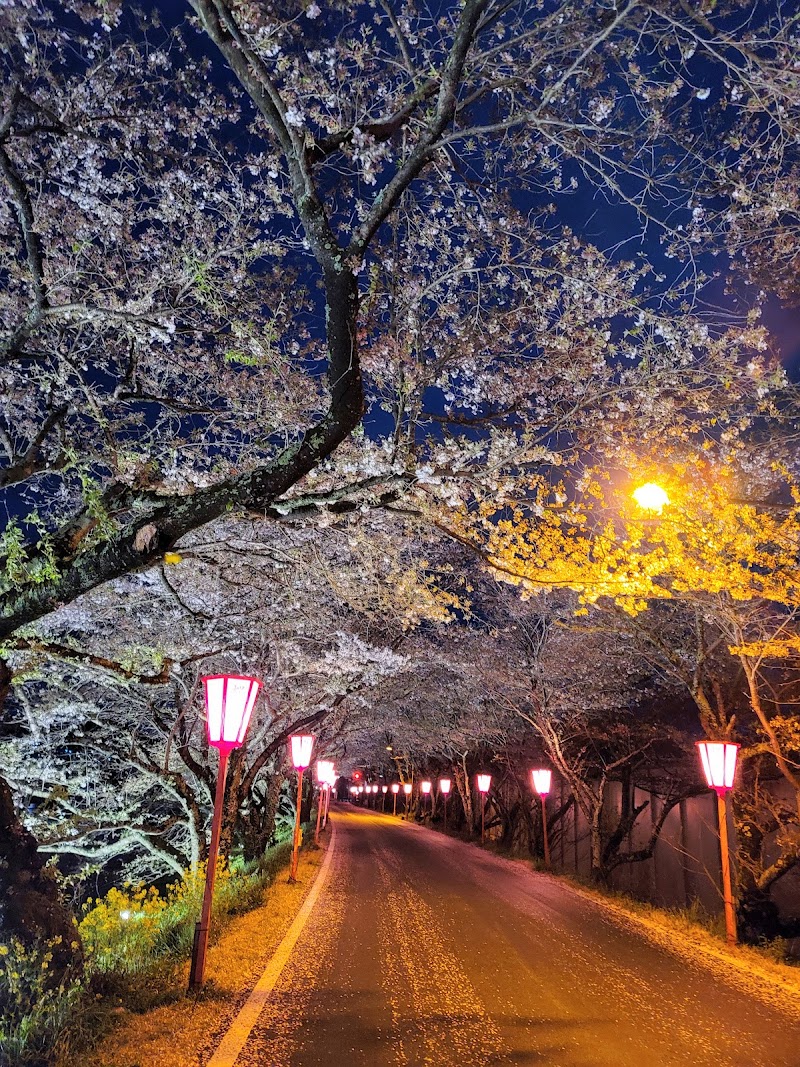 久世のトンネル桜