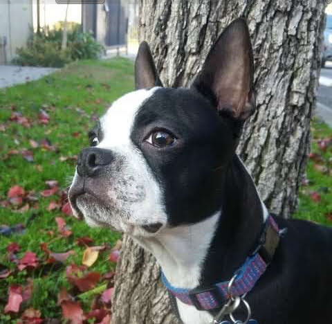 Pet Supply Store «PetSmart», reviews and photos, 3220 W Shaw Ave, Fresno, CA 93711, USA