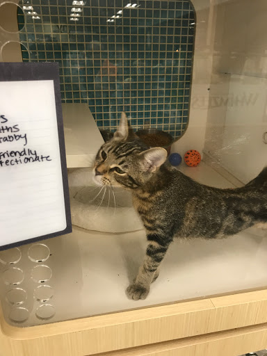 Pet Supply Store «Petco Animal Supplies», reviews and photos, 513 S Mason Rd, Katy, TX 77450, USA