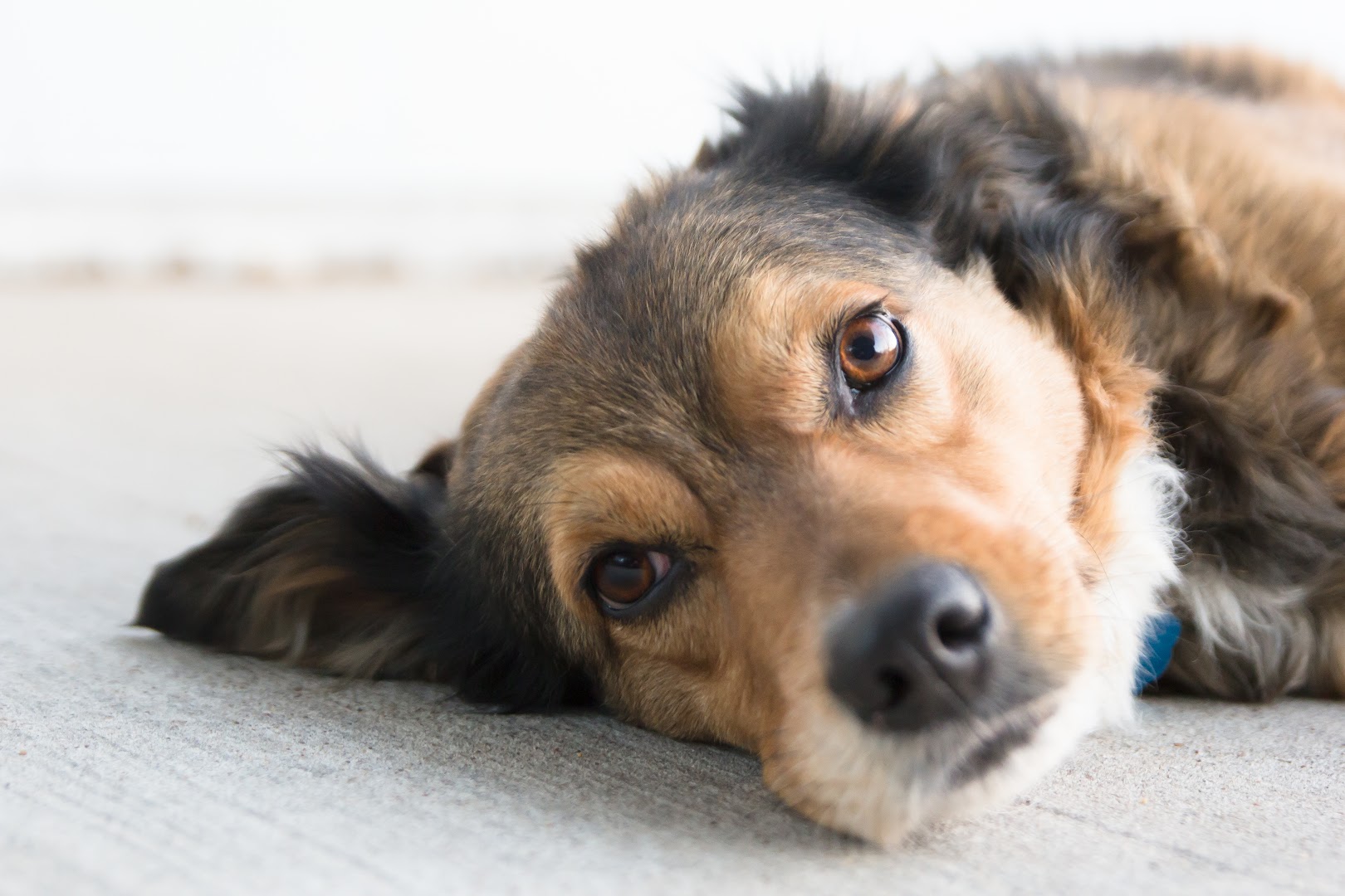 Wichita Valley Pet Cremation