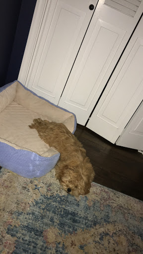 Pet Supply Store «Land of Paws», reviews and photos, 4021 Somerset Dr, Prairie Village, KS 66208, USA