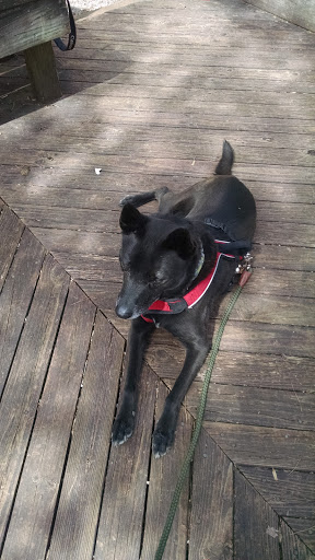 Nature Preserve «Hemlock Bluffs Nature Preserve», reviews and photos, 2616 Kildaire Farm Rd, Cary, NC 27511, USA