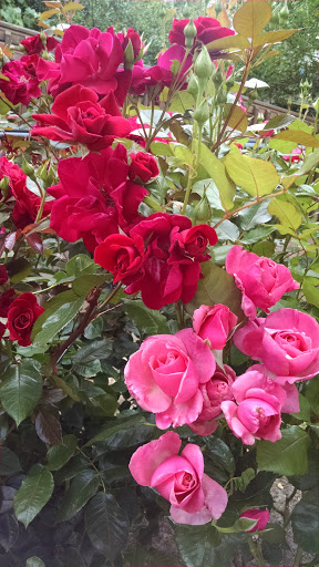 Winery «Kason Vineyards», reviews and photos, 7200 NW Bony Rd, Yamhill, OR 97148, USA