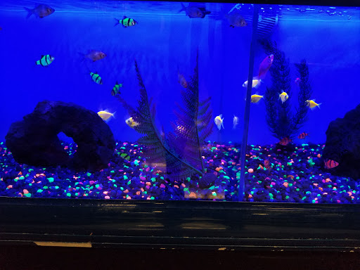 Pet Supply Store «Petco Animal Supplies», reviews and photos, 317 E Trenton Rd, Edinburg, TX 78539, USA