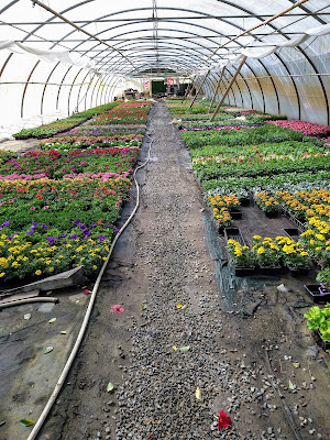 GAEC Les Jardins Mauves (Horticulture et Maraîchage biologique) à Mauves-sur-Loire