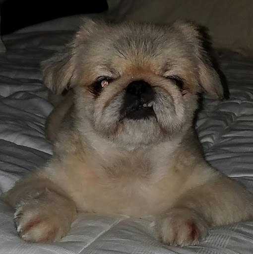 Pet Supply Store «Petco Animal Supplies», reviews and photos, 1009 E Commercial Blvd, Oakland Park, FL 33334, USA