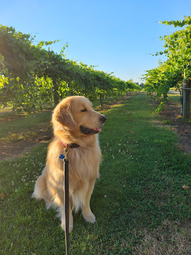 Winery «Century Farm Winery», reviews and photos, 1548 Lower Brownsville Rd, Jackson, TN 38301, USA