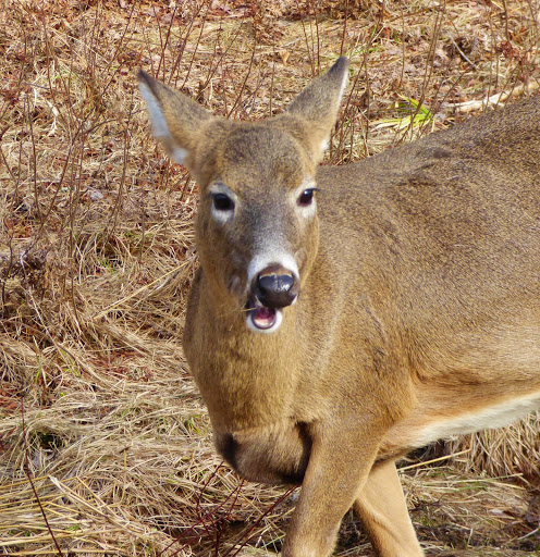 National Park «Voyageurs National Park», reviews and photos
