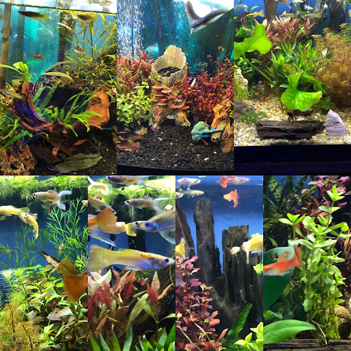 Aquarium «Neptunes Aquariums», reviews and photos, 5329 W 20th Ave, Hialeah, FL 33012, USA