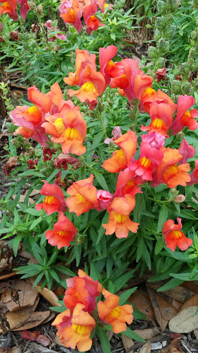 Historical Landmark «Littlefield Fountain», reviews and photos, 201 W 21st St, Austin, TX 78705, USA