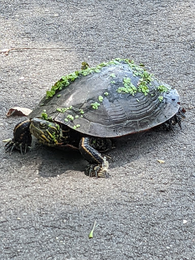 Park «Bass Lake Park», reviews and photos, 3450 Glenhurst Ave, Minneapolis, MN 55416, USA