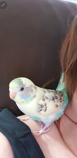 Pet Supply Store «College Greens Pet Center», reviews and photos, 3311 Julliard Dr # A, Sacramento, CA 95826, USA