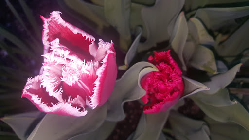 Grocery Store «Sunspot Natural Market», reviews and photos, 3717 S Reed Rd, Kokomo, IN 46902, USA