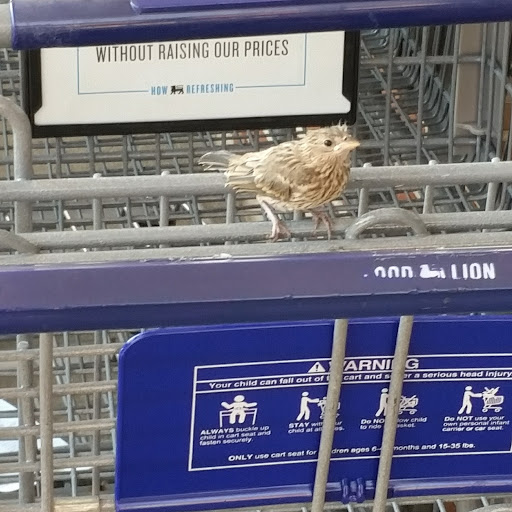 Grocery Store «Food Lion», reviews and photos, 466 Ritchie Hwy, Severna Park, MD 21146, USA