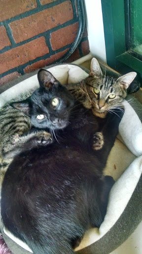 Pet Supply Store «Pet Supplies Plus», reviews and photos, 2057 S Telegraph Rd, Bloomfield Hills, MI 48302, USA