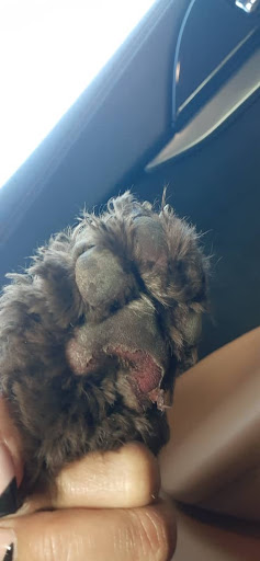 Pet Supply Store «Petco Animal Supplies», reviews and photos, 210 Franklin Rd #300, Brentwood, TN 37027, USA