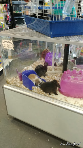 Pet Store «Most Valuable Pets», reviews and photos, 921 Beaumont Centre Pkwy #100, Lexington, KY 40513, USA