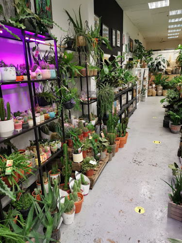 Leafy House Indoor Plants - Landscaper
