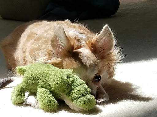 Pet Supply Store «Pet Supermarket», reviews and photos, 501 Cypress Gardens Blvd, Winter Haven, FL 33880, USA