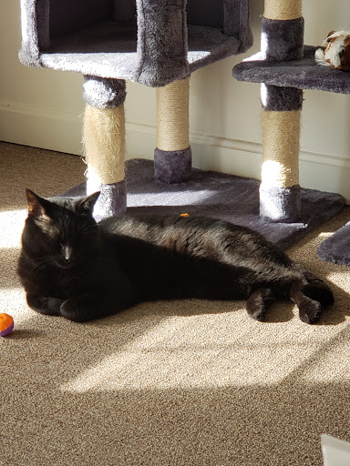 Animal Shelter «Coastal Humane Society», reviews and photos