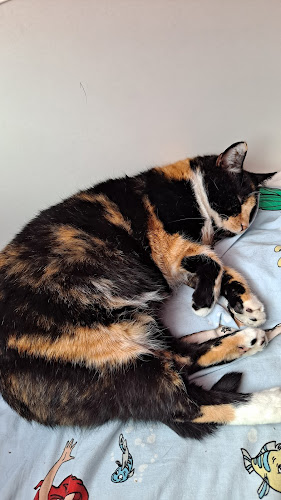 Reksio - Nowe Łagiewniki