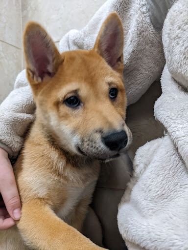 Pet Store «Petland Kennesaw», reviews and photos, 840 Ernest W Barrett Pkwy NW #494, Kennesaw, GA 30144, USA