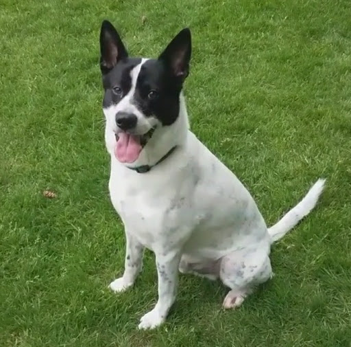 Park «Zumdieck Park», reviews and photos, 1500 108th Ave NE, Bellevue, WA 98004, USA